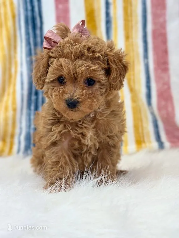 Jenny – Poodle - Toy  puppy for sale in Memphis, MO