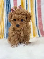 Jenny, a female Poodle - Toy  for sale in Memphis, MO – Photo 1 of 5