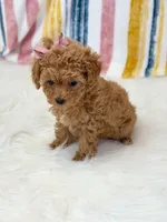 Jenny, a female Poodle - Toy  for sale in Memphis, MO – Photo 2 of 5