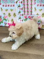 Blair, a female Maltipoo for sale in Memphis, MO – 4 of 5