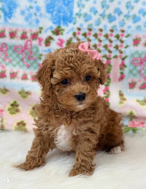Addy – Poodle - Toy  puppy for sale in Memphis, MO