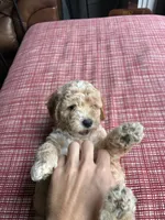 Cream, a male Miniature Goldendoodle for sale in Spring, TX – 3 of 4