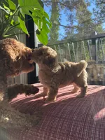 Cream, a male Miniature Goldendoodle for sale in Spring, TX – 4 of 4