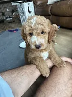Coffee, a male Miniature Goldendoodle for sale in Spring, TX – 4 of 4
