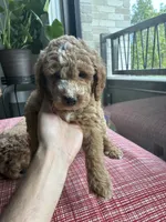 Coffee, a male Miniature Goldendoodle for sale in Spring, TX – 3 of 4