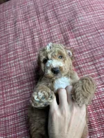 Coffee, a male Miniature Goldendoodle for sale in Spring, TX – 2 of 4