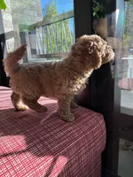 Bubble, a male Miniature Goldendoodle for sale in Spring, TX – 3 of 4