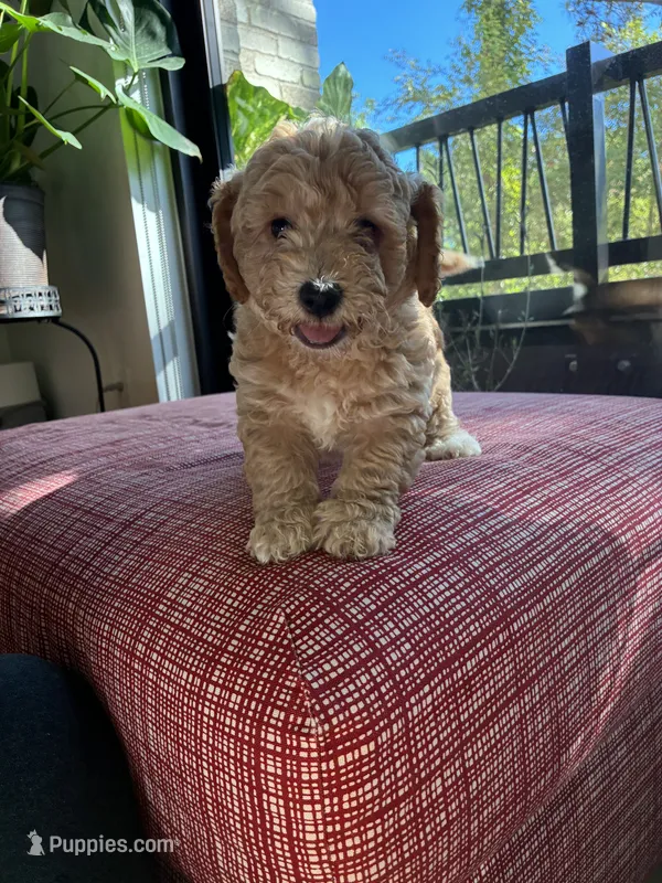 Cream – Miniature Goldendoodle puppy for sale in Spring, TX