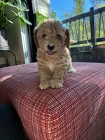 Cream, a male Miniature Goldendoodle for sale in Spring, TX – 1 of 4
