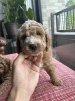 Coffee, a male Miniature Goldendoodle for sale in Spring, TX – 1 of 4