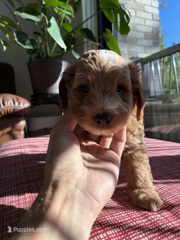 Olive – Miniature Goldendoodle puppy for sale in Spring, TX