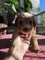 Olive, a male Miniature Goldendoodle for sale in Spring, TX – 1 of 4