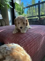 Cream, a male Miniature Goldendoodle for sale in Spring, TX – 2 of 4