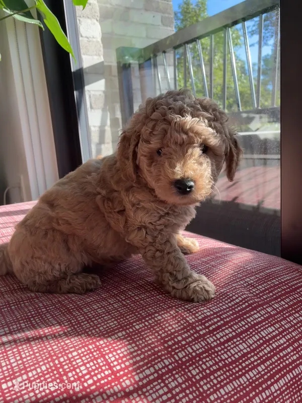 Bubble – Miniature Goldendoodle puppy for sale in Spring, TX