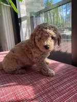 Bubble, a male Miniature Goldendoodle for sale in Spring, TX – 1 of 4
