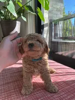Bubble, a male Miniature Goldendoodle for sale in Spring, TX – 4 of 4