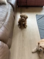 Olive, a male Miniature Goldendoodle for sale in Spring, TX – 4 of 4
