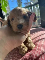 Olive, a male Miniature Goldendoodle for sale in Spring, TX – 3 of 4
