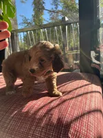 Olive, a male Miniature Goldendoodle for sale in Spring, TX – 2 of 4