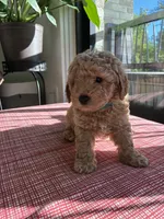 Bubble, a male Miniature Goldendoodle for sale in Spring, TX – 2 of 4
