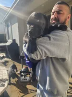 Boerboel 2, a male Boerboel for sale in Merced, CA – Photo 2 of 3