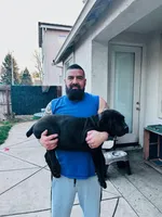 Boerboel 2, a male Boerboel for sale in Merced, CA – Photo 3 of 3