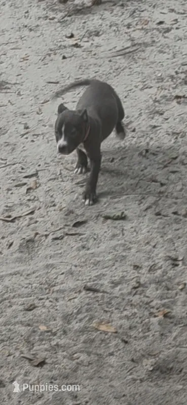 Stunning Blue Nose Pitbull Puppies – Loving & Playful! 🐶❤️ – American Pit Bull Terrier puppy for sale in Goldsboro, NC
