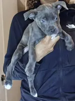 Stunning Blue Nose Pitbull Puppies – Loving & Playful! 🐶❤️, a female American Pit Bull Terrier for sale in Goldsboro, NC – 7 of 7