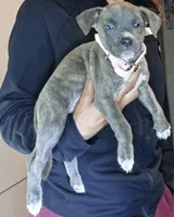 Stunning Blue Nose Pitbull Puppies – Loving & Playful! 🐶❤️, a female American Pit Bull Terrier for sale in Goldsboro, NC – 2 of 7