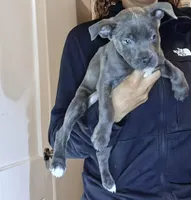 Stunning Blue Nose Pitbull Puppies – Loving & Playful! 🐶❤️, a female American Pit Bull Terrier for sale in Goldsboro, NC – 3 of 7