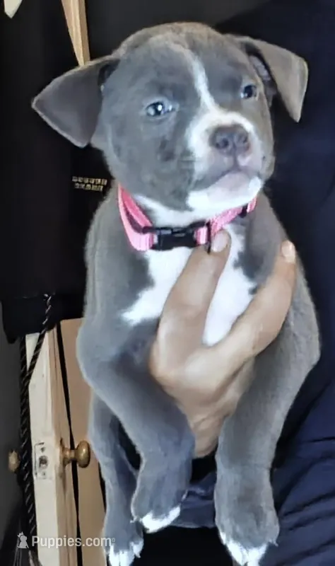 Stunning Blue Nose Pitbull Puppies – Loving & Playful! 🐶❤️ – American Pit Bull Terrier puppy for sale in Goldsboro, NC