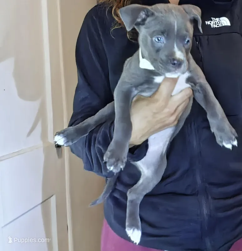 Stunning Blue Nose Pitbull Puppies – Loving & Playful! 🐶❤️ – American Pit Bull Terrier puppy for sale in Goldsboro, NC