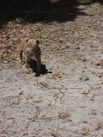 Stunning Blue Nose Pitbull Puppy – Loving & Play, a male American Pit Bull Terrier for sale in Goldsboro, NC – 2 of 2