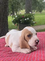 Molly, a female Basset Hound for sale in West Plains, MO – 3 of 5