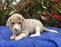 Cash, a male Beagle for sale in West Plains, MO – 5 of 5