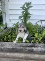 Rambo, a male Beagle for sale in West Plains, MO – 8 of 8
