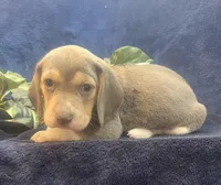 Rocky, a male Beagle for sale in West Plains, MO – Photo 2 of 4