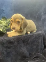 Rocky, a male Beagle for sale in West Plains, MO – Photo 4 of 4