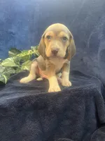 Rocky, a male Beagle for sale in West Plains, MO – Photo 3 of 4