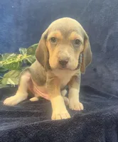 Rocky, a male Beagle for sale in West Plains, MO – Photo 1 of 4