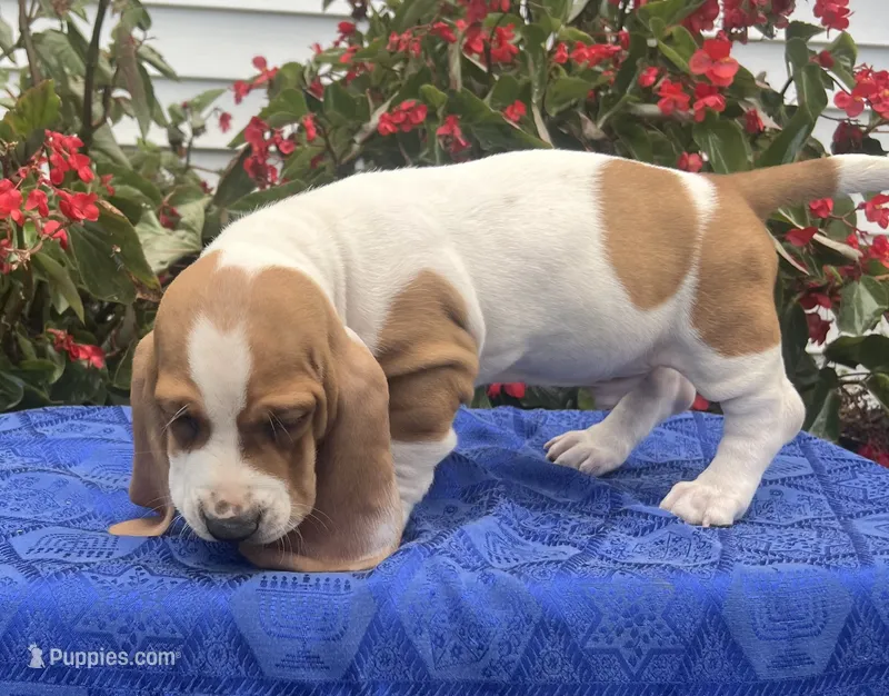 Gus – Basset Hound puppy for sale in West Plains, MO