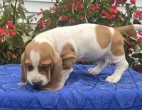 Max , a male Basset Hound for sale in West Plains, MO – 1 of 3
