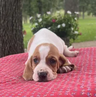 Gus, a male Basset Hound for sale in West Plains, MO – 2 of 7