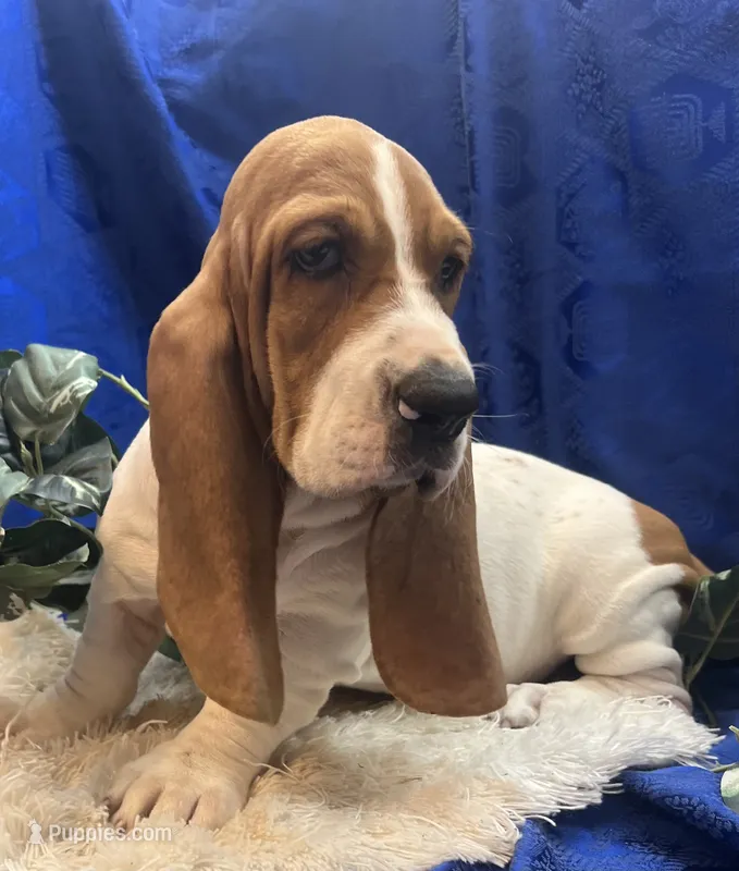 Penny – Basset Hound puppy for sale in West Plains, MO
