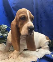 Penny, a female Basset Hound for sale in West Plains, MO – 1 of 7