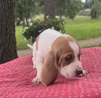 Gus, a male Basset Hound for sale in West Plains, MO – 6 of 7