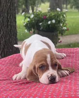 Penny, a female Basset Hound for sale in West Plains, MO – 5 of 5