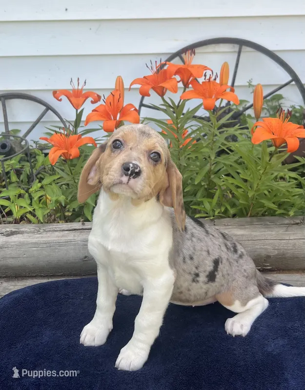 Ella – Beagle puppy for sale in West Plains, MO