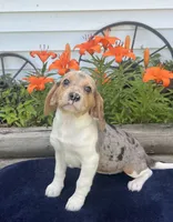 Ella, a female Beagle for sale in West Plains, MO – 1 of 9