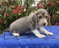 Casey, a male Beagle for sale in West Plains, MO – 5 of 5